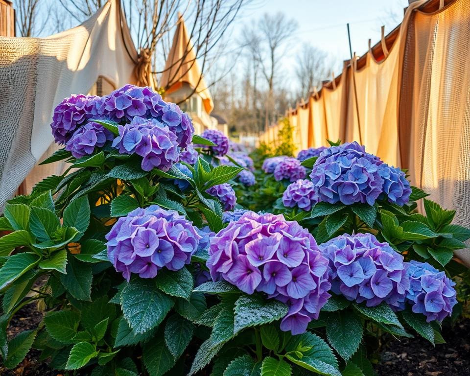 Hoe bescherm je hortensia's tegen nachtvorst?