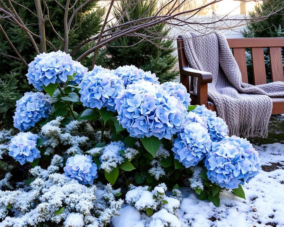 Hoe verzorg je hortensia's in de winterperiode?