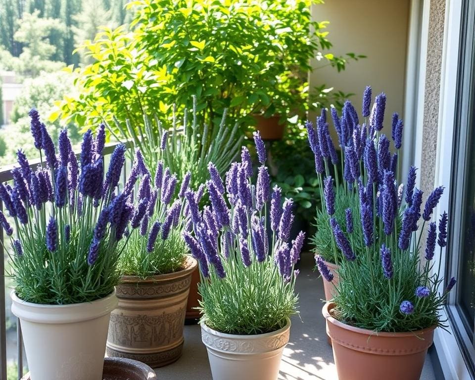 Lavendel kweken in schaduw