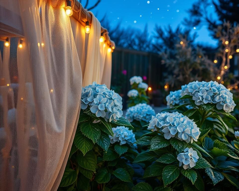 bescherming van hortensia's bij koud weer