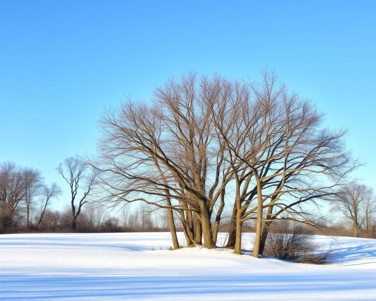Welke boom is het meest winterhard?