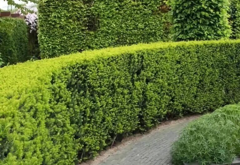 Haagplanten Kopen: De Perfecte Keuze voor Uw Tuin